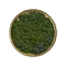 Лес (Civ5)