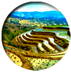 NepalRiceTerrace