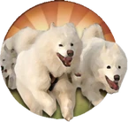 SamoyedIcon