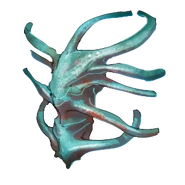 Noose Vertebrae