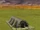 Bomb Shelter (Civ4)