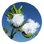 Cotton