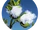 Algodón