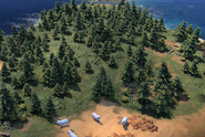 Forest in-game