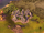 Natural Wonder Pinnacles closeup (Civ6).png