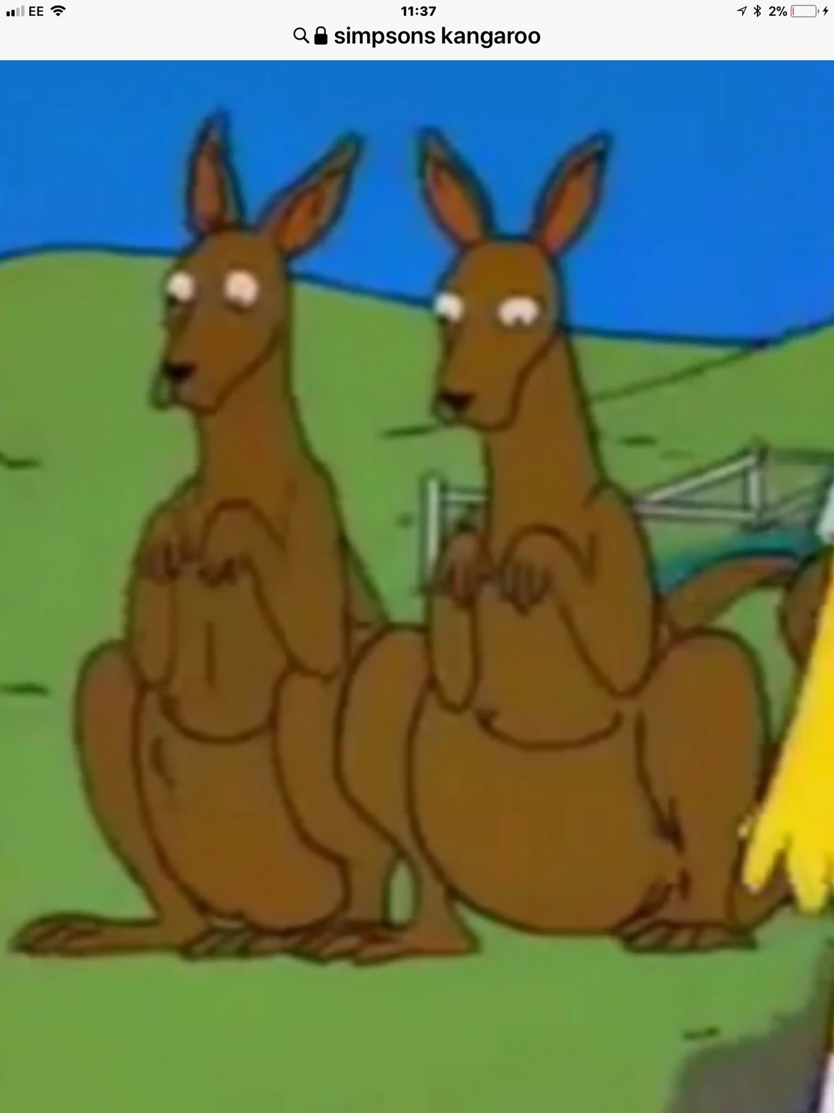 Kangaroo (The Simpsons) Claire Eales Wiki Fandom