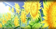 Kiiroi Himawarilink=Kiiroi Himawari.jpg