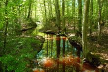 Rivière 2.jpg
