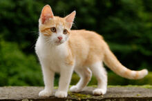 Chaton roux et blanc.jpg