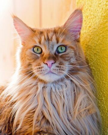 Cœur Du Lion Wiki Clan Du Soleil Fandom Cœur Du Lion Wiki Clan Du Soleil Fandom
