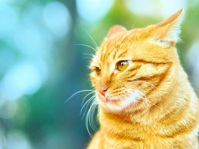 Pin by Maria Aparecida Moraes on Cutest Kittens and Funny Cats Baby animal video
