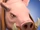 Profilbild Schwein.png