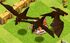 Dragon Level 3.jpg