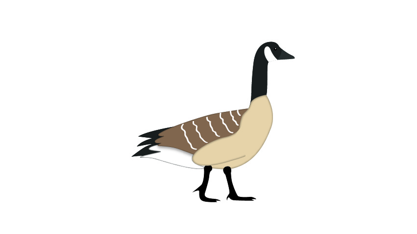 Canada goose top 10k wiki