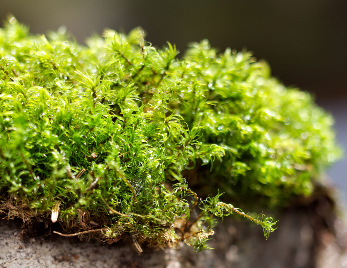 Phylum Bryophyta Mosses