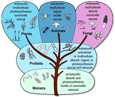 classification of plants and animals kingdom