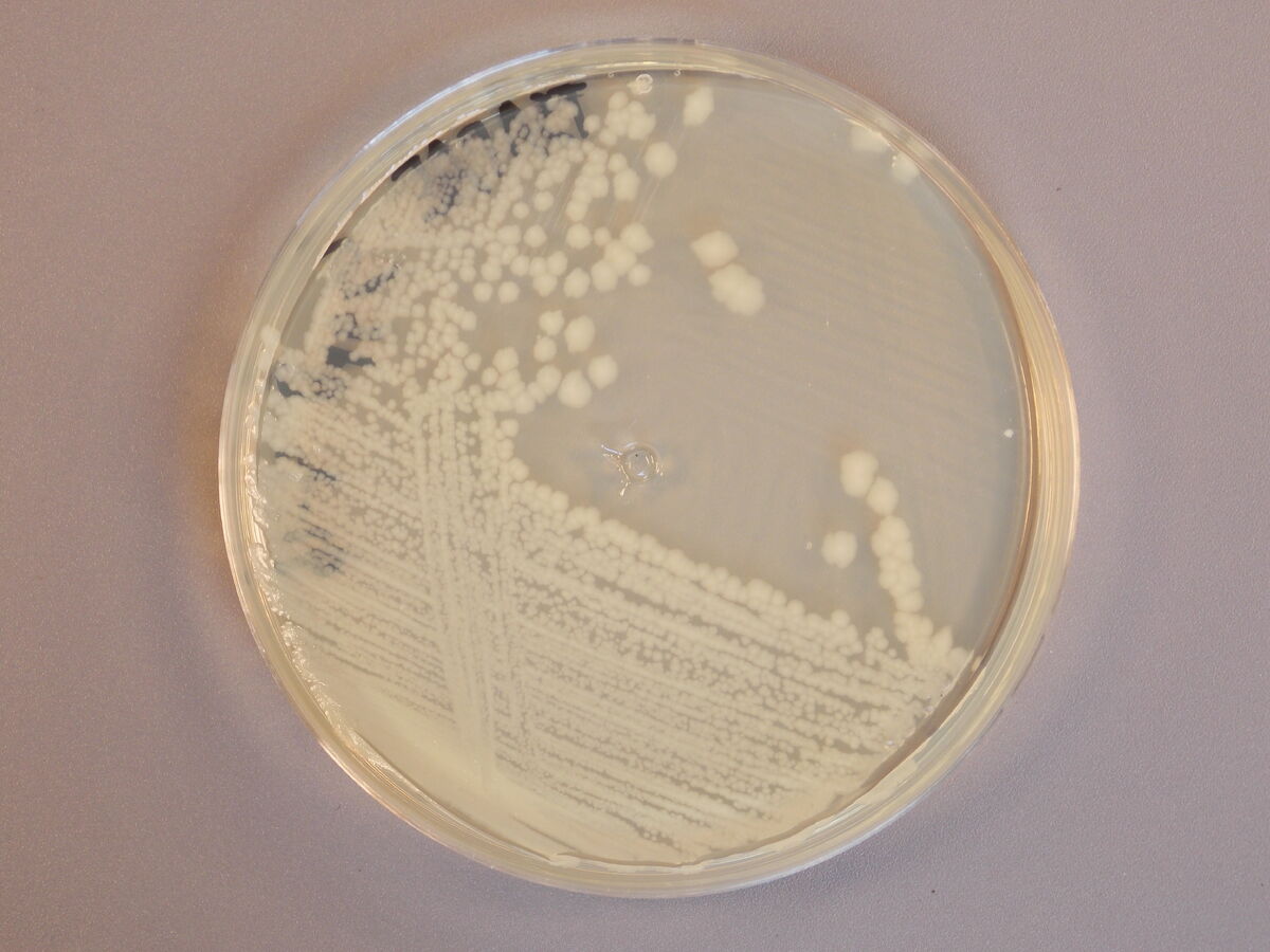 Salmonella Classroom Bacterial Identification Wiki Fandom
