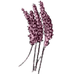 Lavender.png