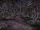 Chaos Forest