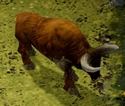Aurochs