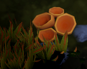 Wild orange fungus
