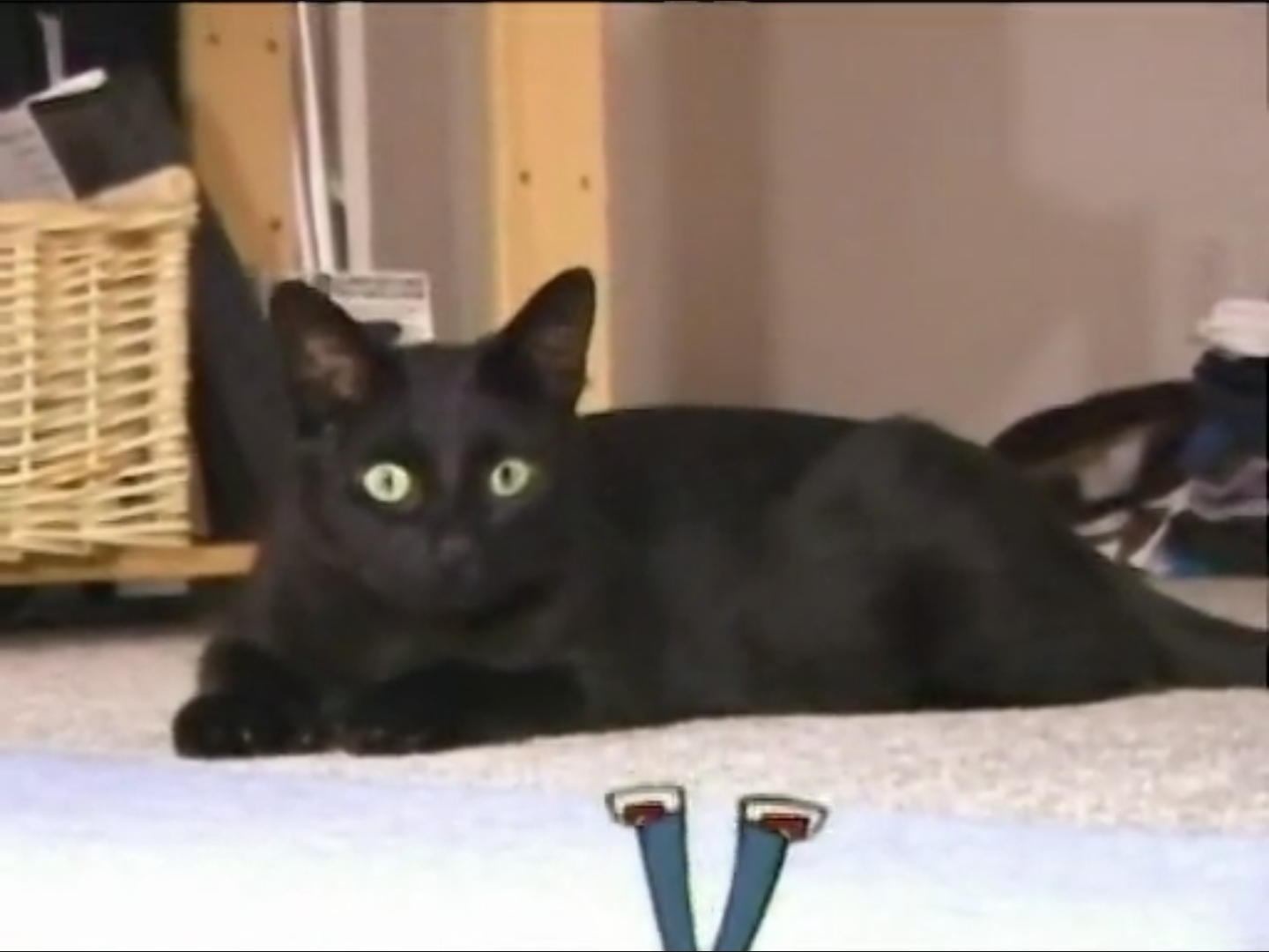 Live Action Cat Clone High Wiki Fandom