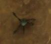 Spider Droid