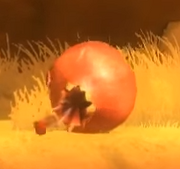 Pomegranate