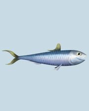 Sardine simple