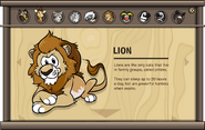 Endangered Animals Lion