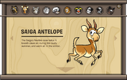 Endangered Animals Saiga Antelope