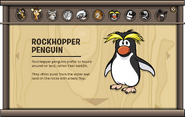 Endangered Animals Rockhopper Penguin