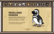 Endangered Animals Megellanic Penguin
