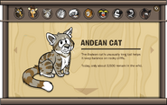 Endangered Animals Andean Cat