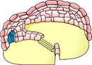 Candy Split Level Igloo.png