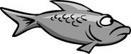 Grey fish swimming