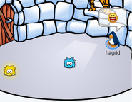 Gold Puffle in a picture Hagrid tweeted.