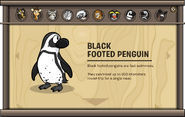 Endangered Animals Black Footed Penguin