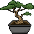 Bonsai Tree