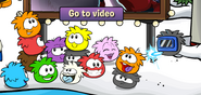 Appearing on the Home Screen alongside other puffles after Puffle Trouble was first shown.