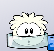 The White Puffle after it gets out of a bath