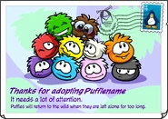 Adopted Puffle 2011 postcard.png (770 KB) The Adopted Puffle postcard, automatically received when adopting a new puffle