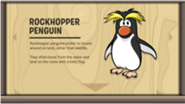 Pingwin gatunku Rockhopper