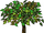 Ficus Plant