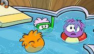 Puffles in pool