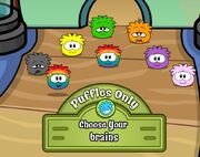 Rainbow puffle glitch