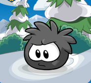 Transformed as a Black Puffle