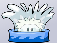 White Puffle taking bath