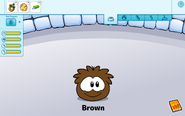 Brown Puffle caring card