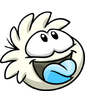 Another image of a White Puffle sticking its tongue out.